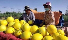 网红吃民勤蜜瓜是真的吗,真相揭秘，网红美食背后的故事